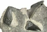 Three Partial, Fossil Megalodon Teeth In Rock - South Carolina #227419-6